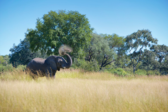 Okovango Delta - elephant