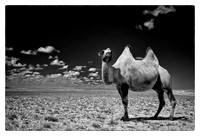 Camel on the Silk Road