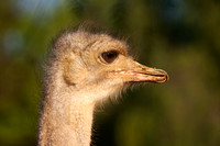 Ostrich - South Africa
