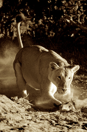 Lion catching a Monitor Lizard - Chobe National Park