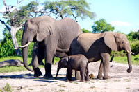 Elephants watering - Chobe National Park