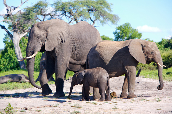 Elephants watering - Chobe National Park