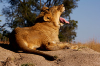 Lions at Antelope Park - Zimbabwe