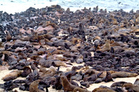 Seals in Namibia