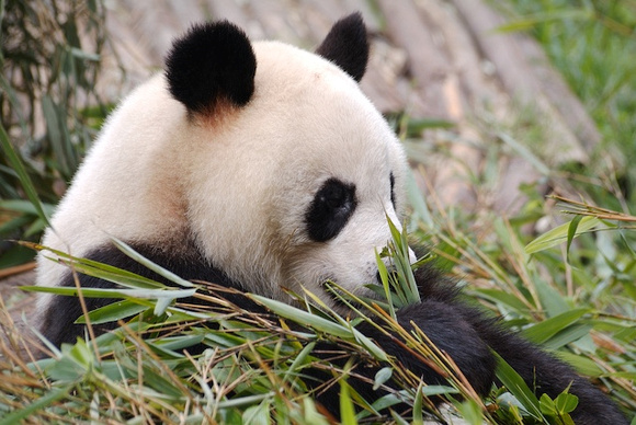 Pandas at Xi'an