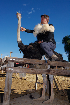 Ostrich riding - South Africa