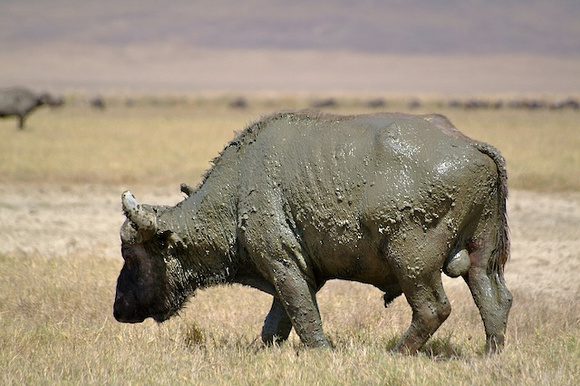 Ngorongoro national Park, Kenya