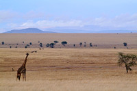 Sarengetti National Park