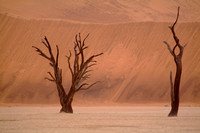 Petrified trees, Namibia